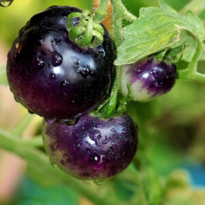 Blueberry Tomato