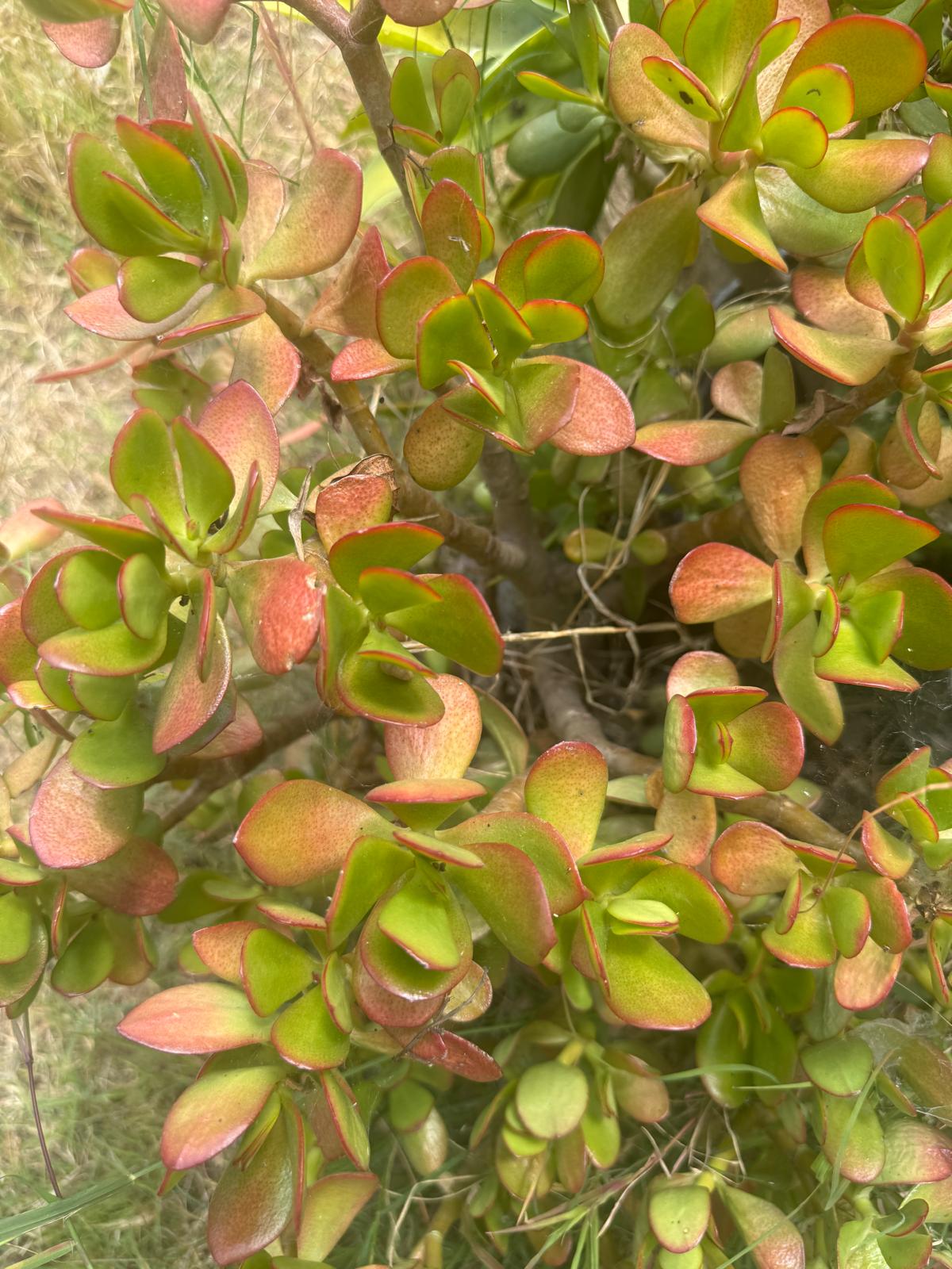 Close-up of green and reddish foliage