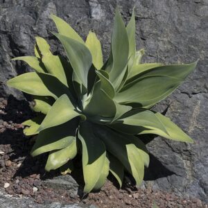 Agave Attenuata Variegata
