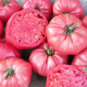 Brandywine Pink Tomato