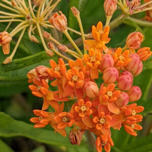 Butterfly Weed