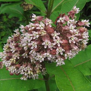 Common Milkweed
