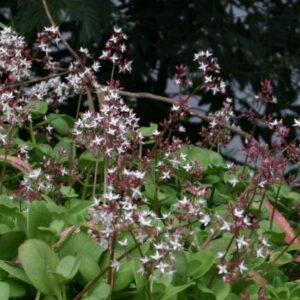 Crassula Ovata Fairy