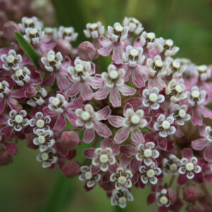 Narrow-leaved Milkweed