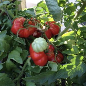 Rosso Sicilian Tomato