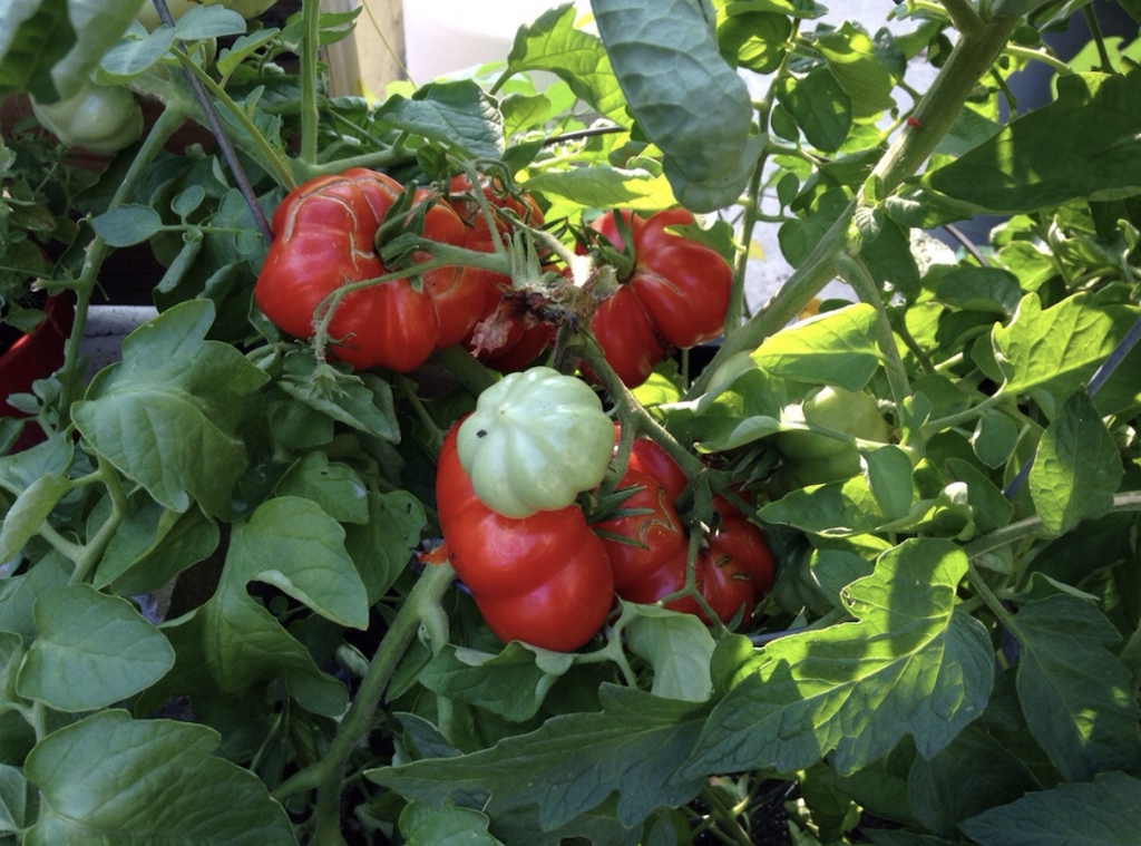 Rosso Sicilian Tomato