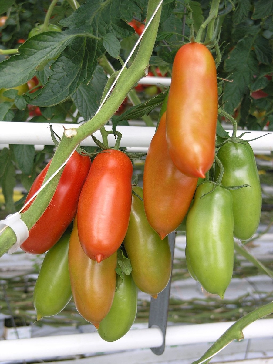 San Marzano Tomato