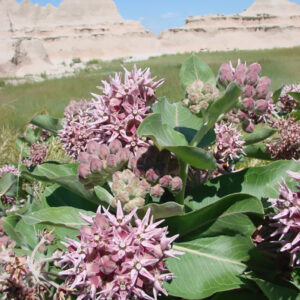 Showy Milkweed