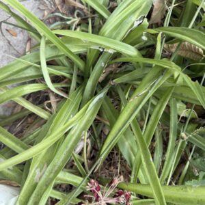 Spider Plant