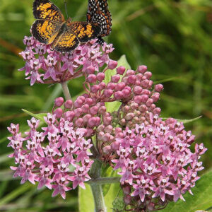 Swamp Milkweed
