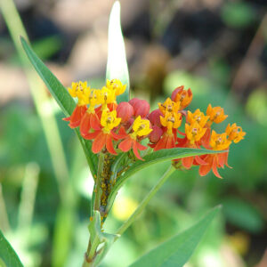 Tropical Milkweed