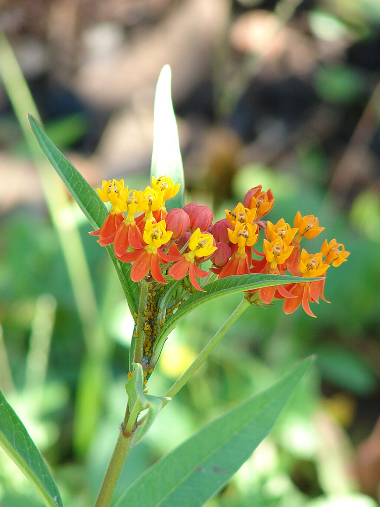 Tropical Milkweed