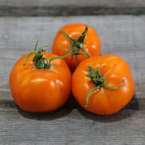 Valencia Tomato