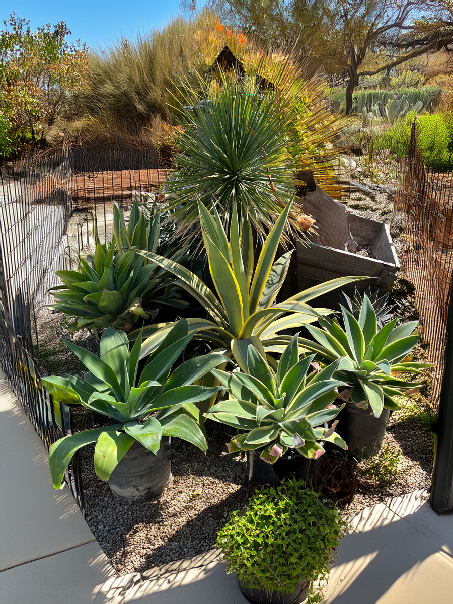 Agave Attenuata Kara’s Stripes