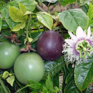Passiflora edulis f. edulis aka common purple passionfruit