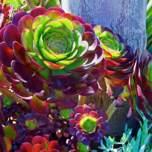 Aeonium arboreum