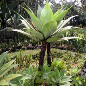 Agave attenuata
