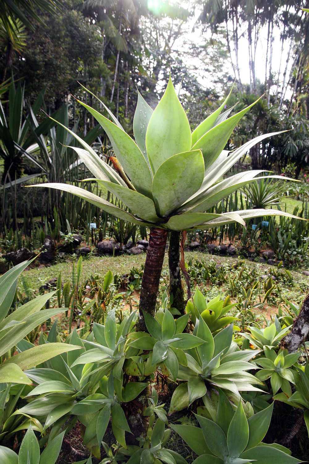 Agave attenuata