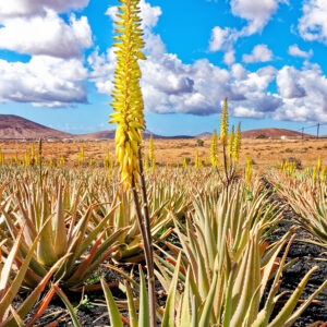 Aloe Barbadensis “Miller”