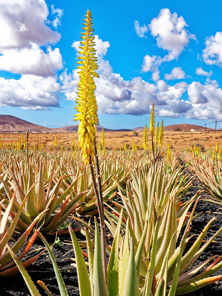Aloe Barbadensis “Miller”