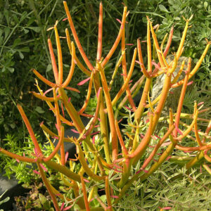 Euphorbia tirucalli “Pencil Cactus”