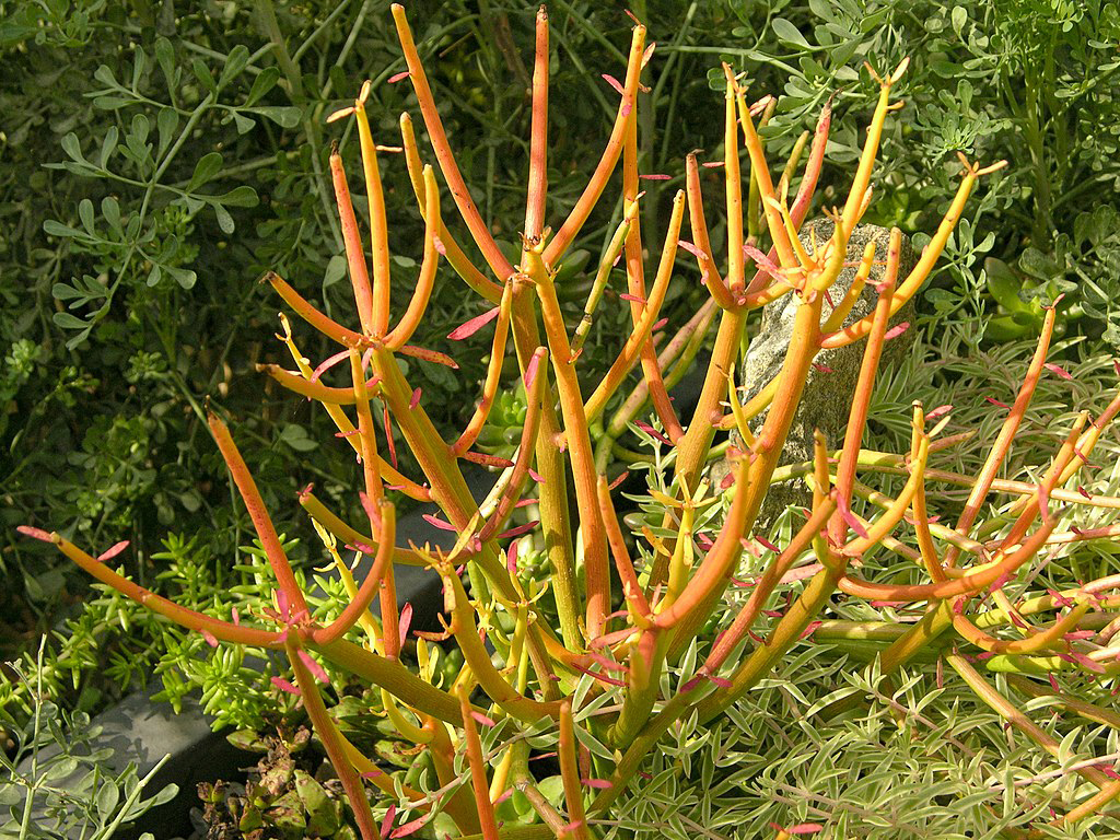 Euphorbia tirucalli “Pencil Cactus”