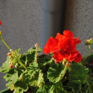 Pelargonium x hortorum aka red geranium