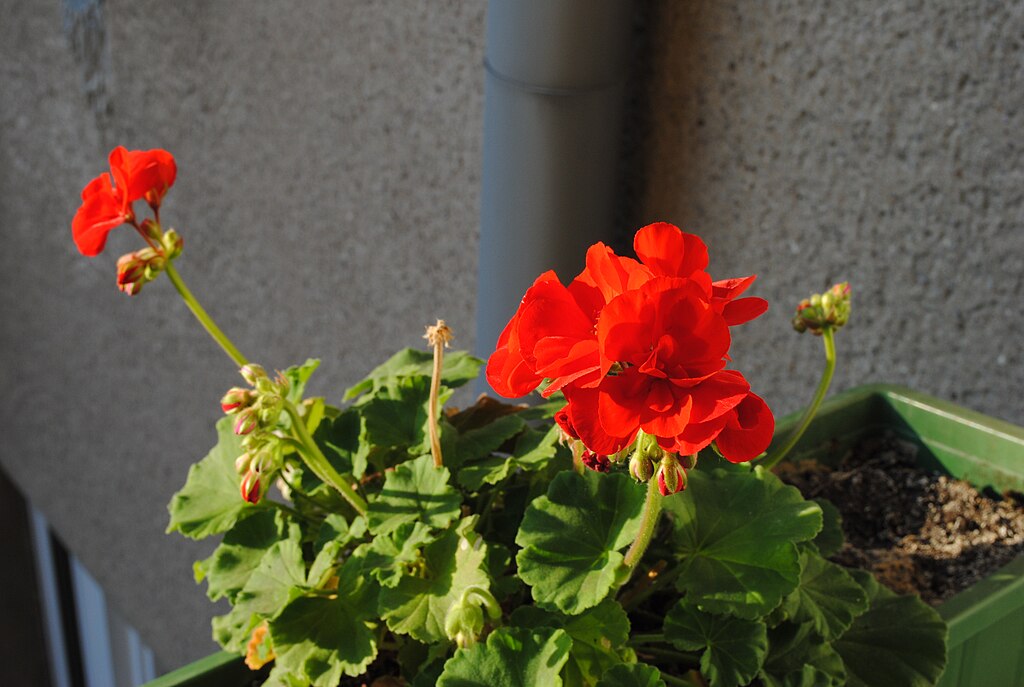 Pelargonium x hortorum aka red geranium
