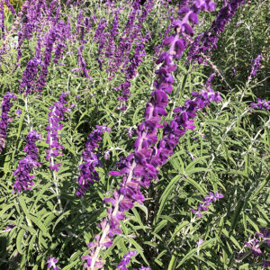 Salvia leucantha