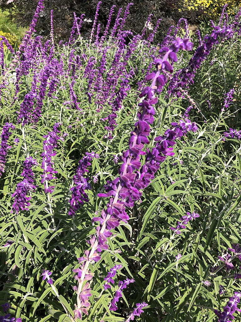 Salvia leucantha