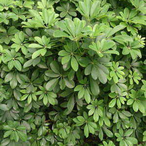 Schefflera arboricola