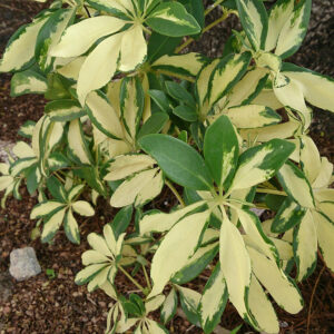 Schefflera arboricola “Variegata”