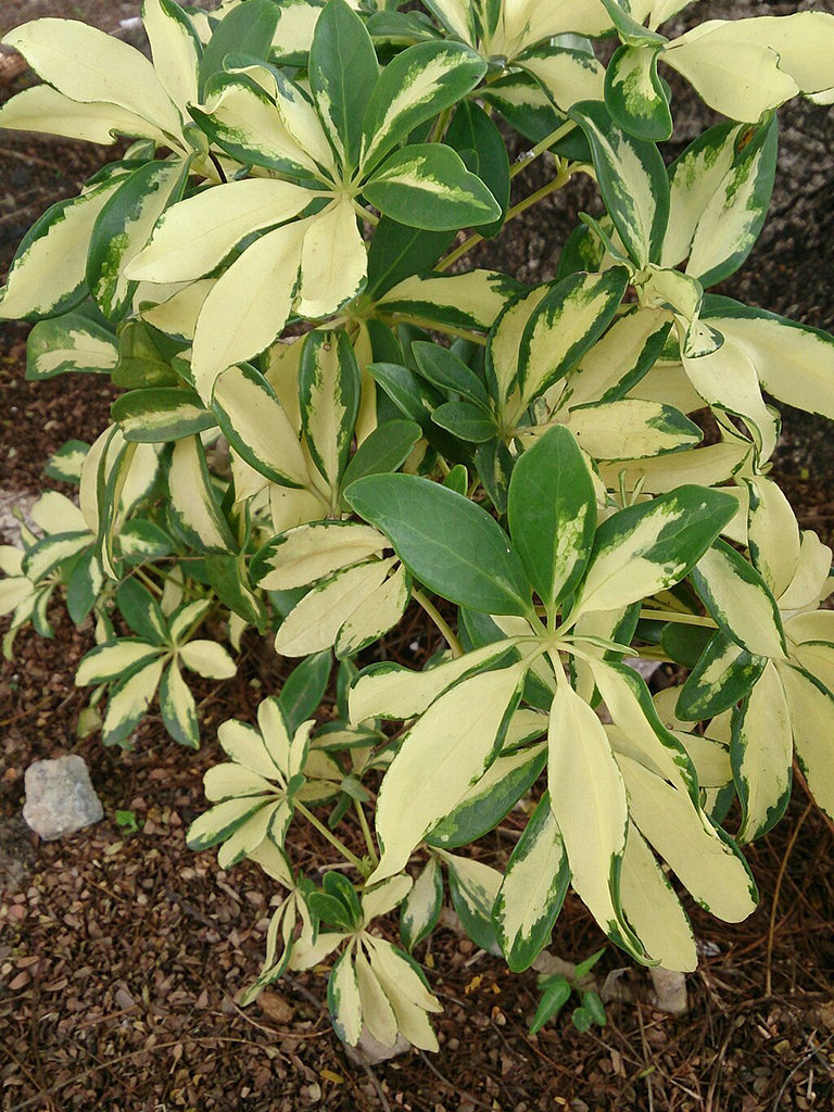 Schefflera arboricola “Variegata”