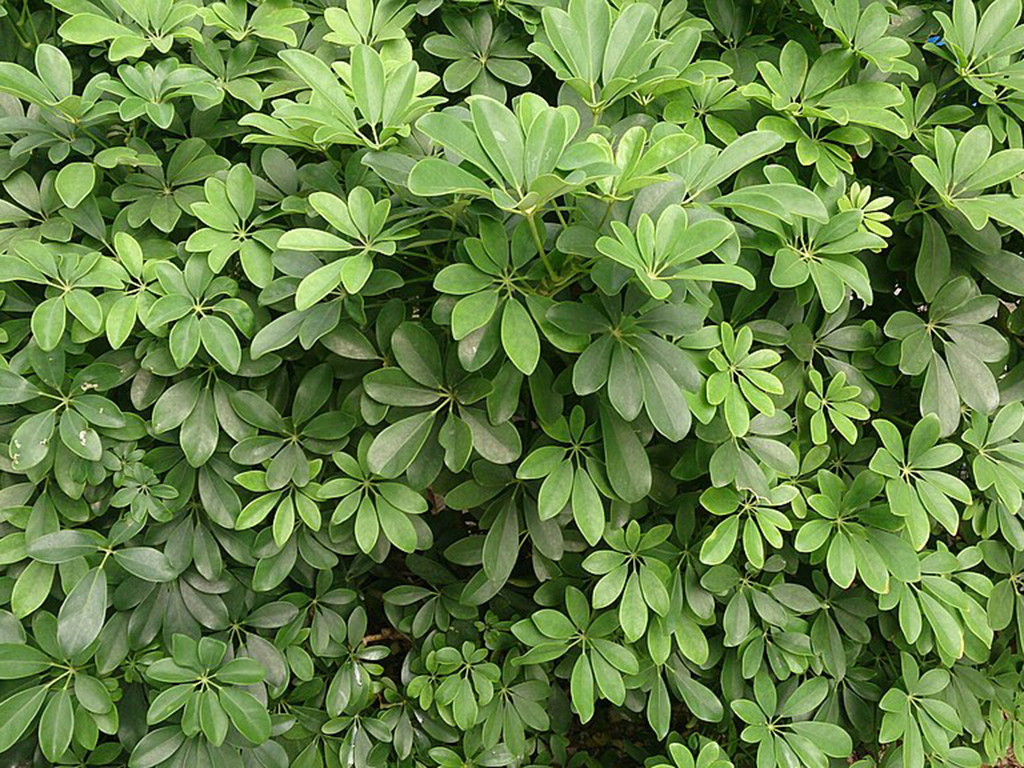 Schefflera arboricola