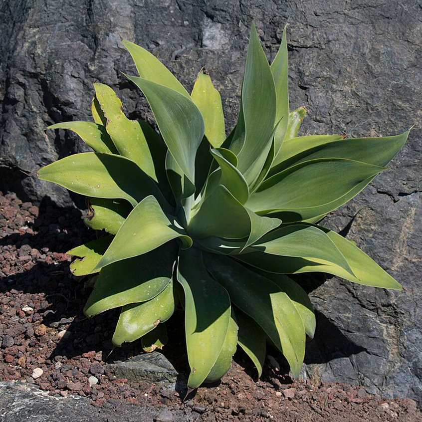 Agave Attenuata Variegata