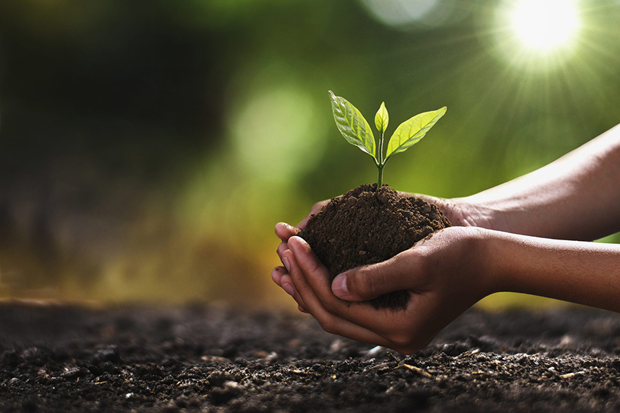 A young plant being placed in the ground