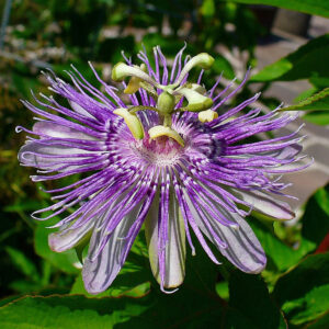 Passiflora incarnata "Maypop"
