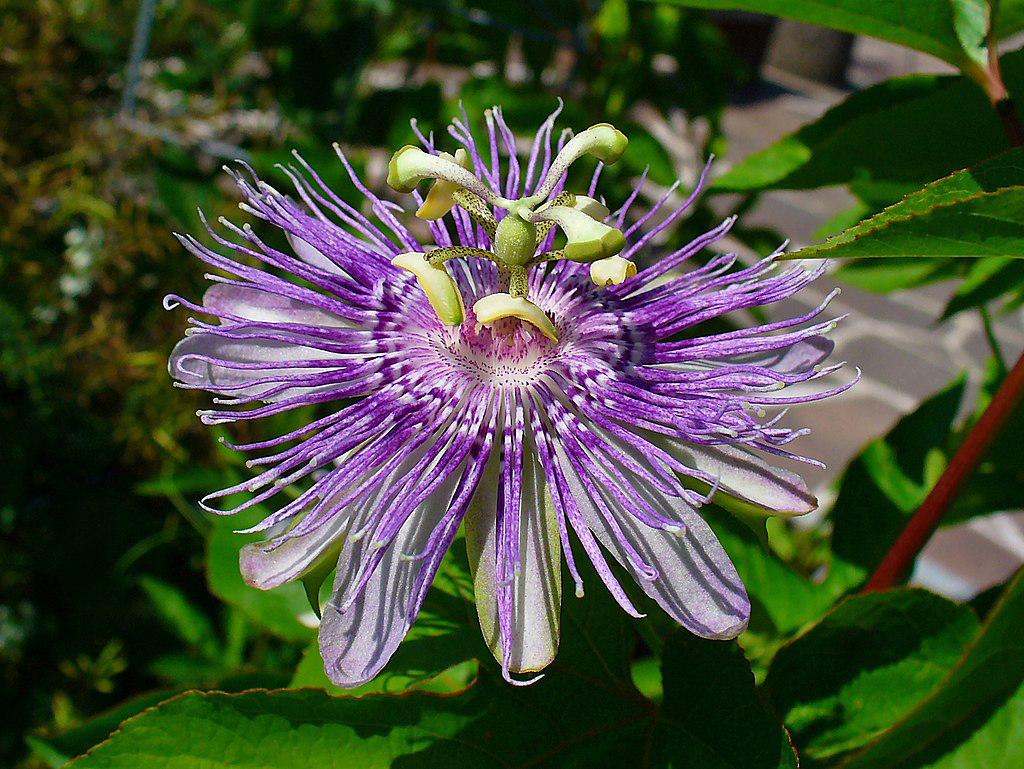 Passiflora incarnata "Maypop"