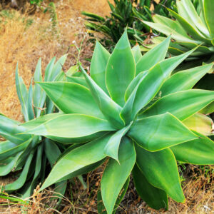 Agave attenuata ‘Ray of Light’