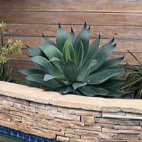 Agave ‘Blue Flame’