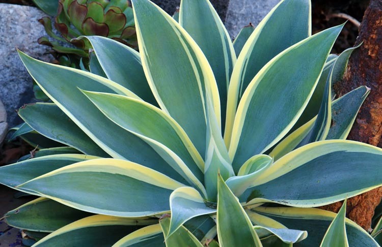 Variegated agave plant with blue-green leaves